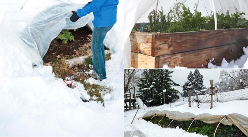 Top 5 Methods for Winter and Year-Round Vegetable Gardening