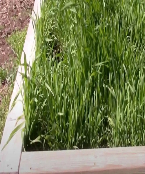 annual-rye-in-growing-row