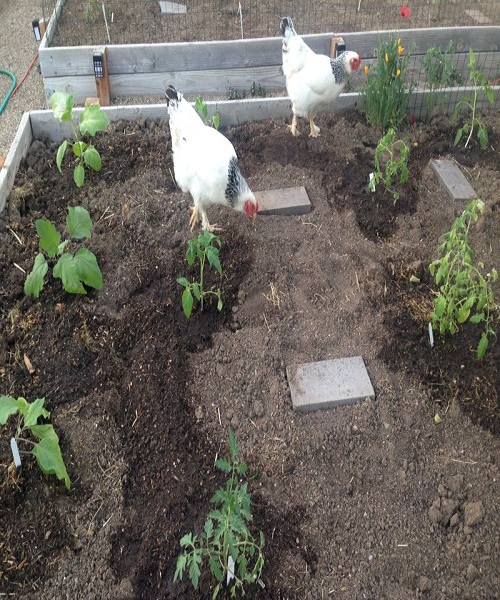 chicken-destroying-garden