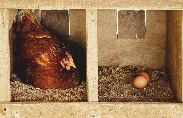 chicken-nesting-box