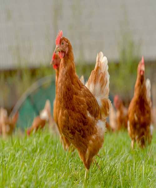 chickens-free-ranging