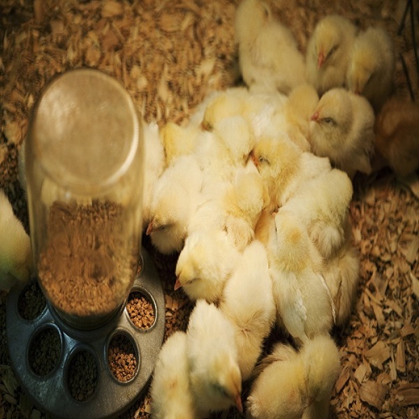 chicks brooder