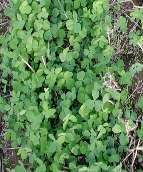 clover-cover-crop