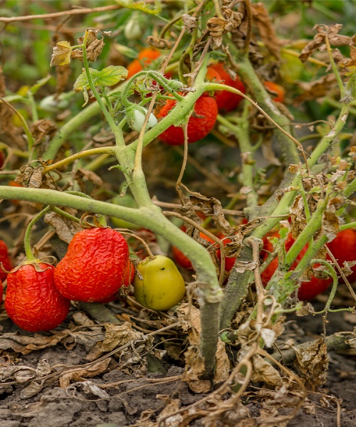 fall-garden-issues