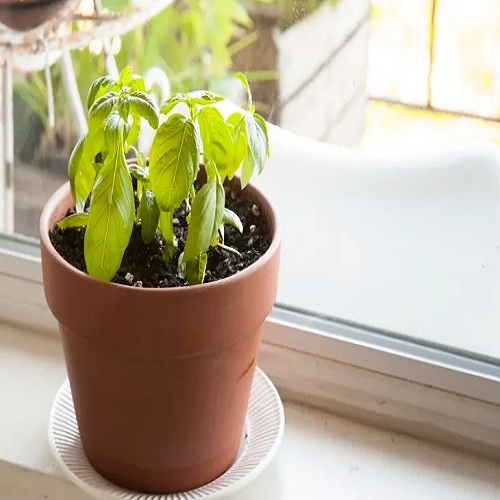 grow basil in pot