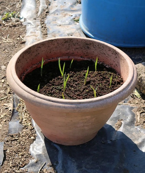 grow-garlic-in-pots