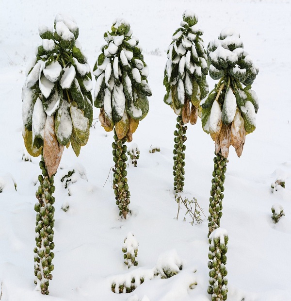 grow-winter-brussels-sprouts