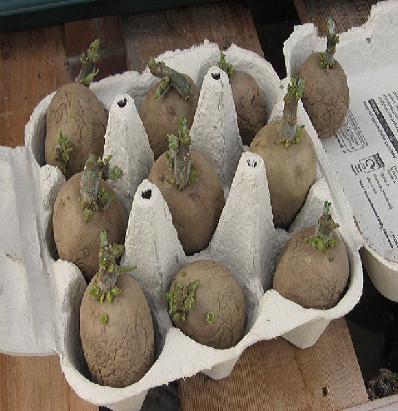 grow-winter-chit-potatoes