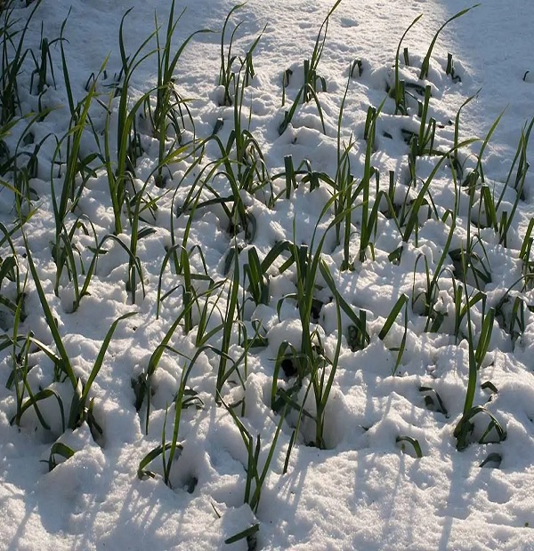 grow-winter-onions