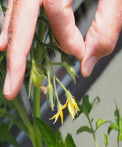 hand-pollinate-flowers