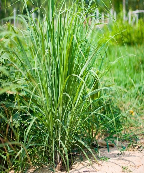 lemongrass-plant