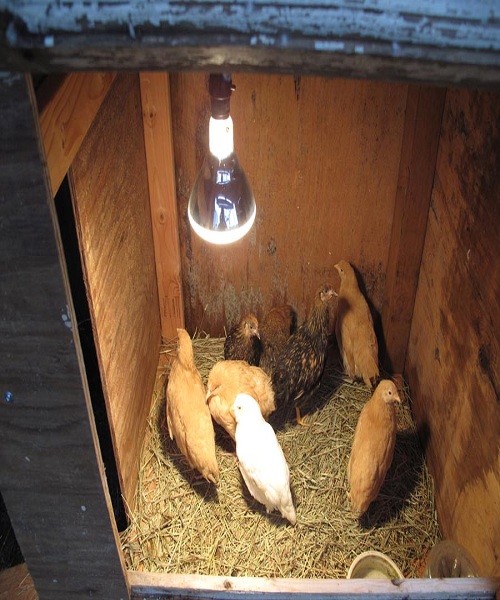 light-bulb-chicken-coop