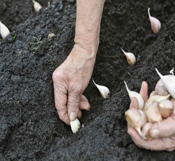 planting-garlic-cloves