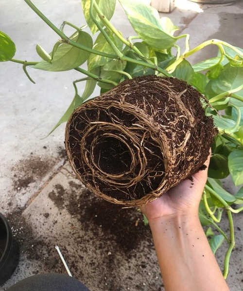 root-bound-hanging-baskets