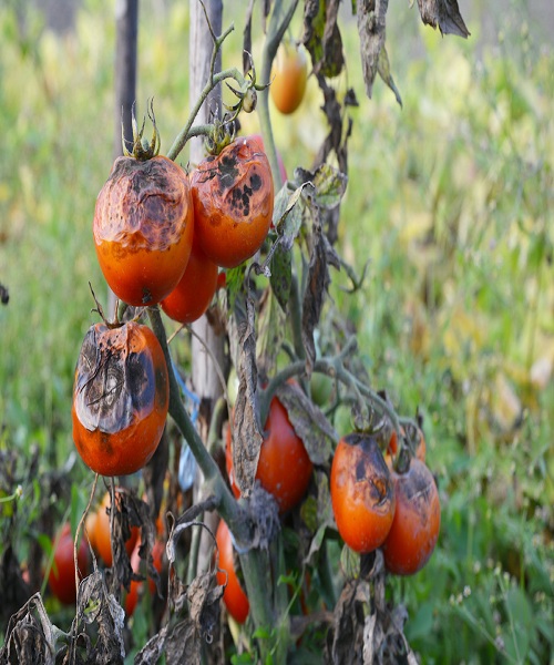 tomato-blight