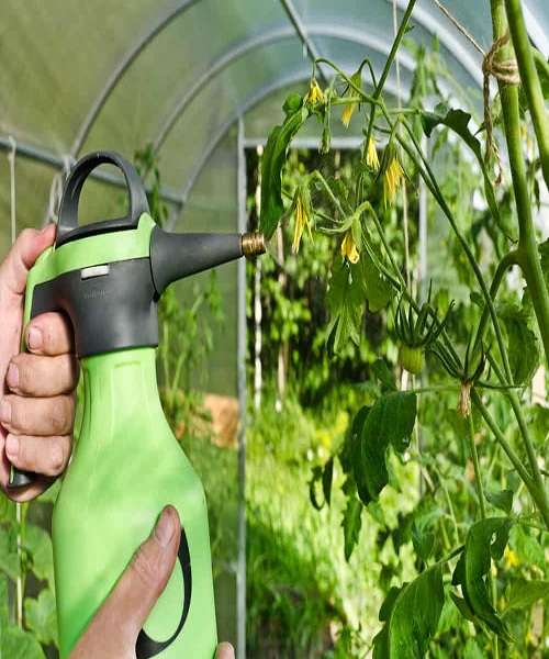 tomato-foliar-spray