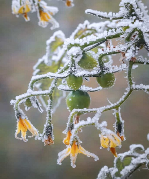 tomato-frost