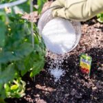 Use-Epsom-Salt-for-Your-Plants-Garden