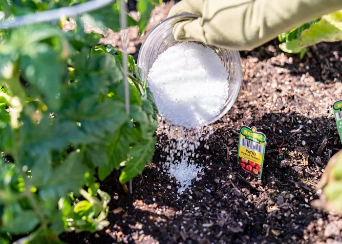 Use-Epsom-Salt-for-Your-Plants-Garden