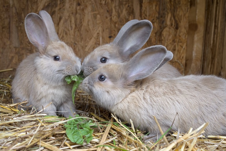 10-Reasons-Why-Everyone-Should-Own-Rabbits