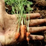 15-of-the-Quickest-Growing-Vegetables-to-Harvest-in-One-Month