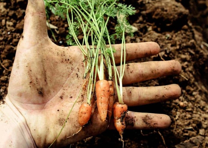 15-of-the-Quickest-Growing-Vegetables-to-Harvest-in-One-Month