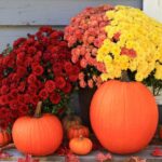 3-Simple-Secrets-to-Keep-Your-Mums-Blooming-Longer-This-Fall