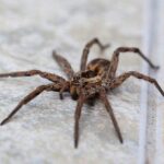 Natural-Ways-Keep-Spiders-Away-From-Your-Home-This-Fall