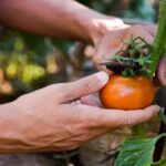 9-Things-Every-Tomato-Grower-Must-Do-This-Fall