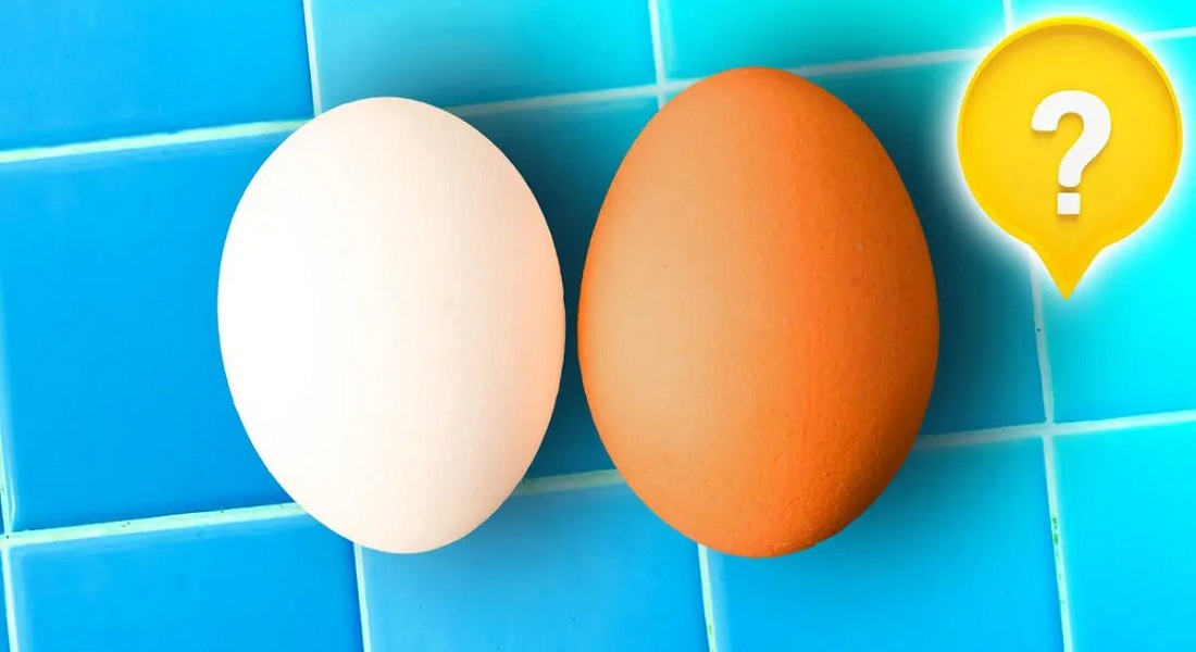 Are-white-and-brown-eggs-different