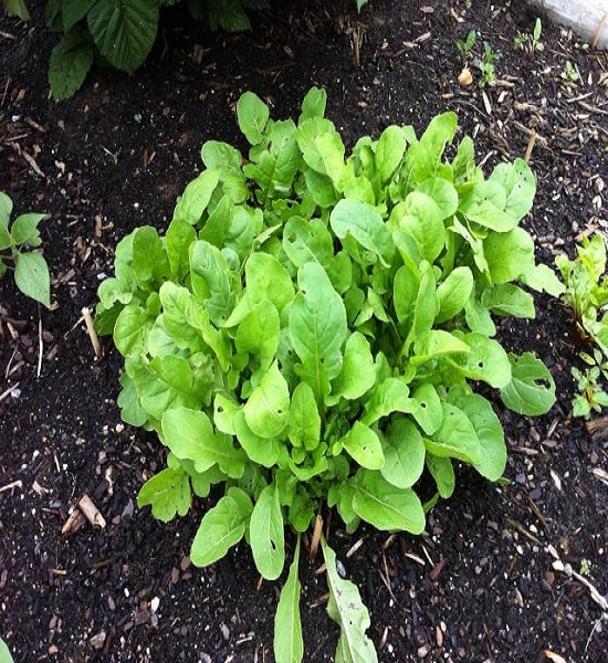 Arugula