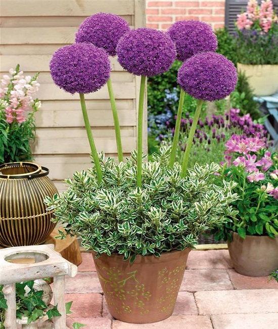 Beau-Regard-Allium