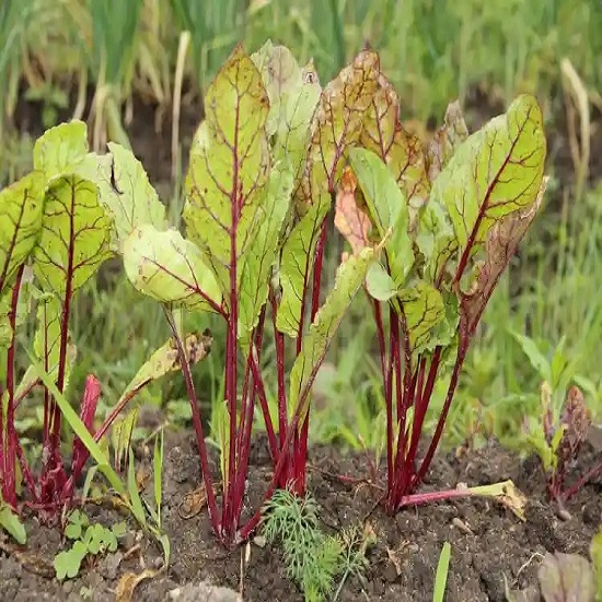 Beets