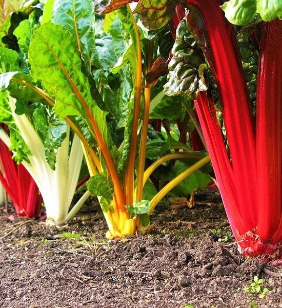 Chard