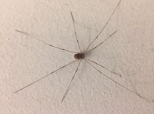 Daddy-Long-Legs