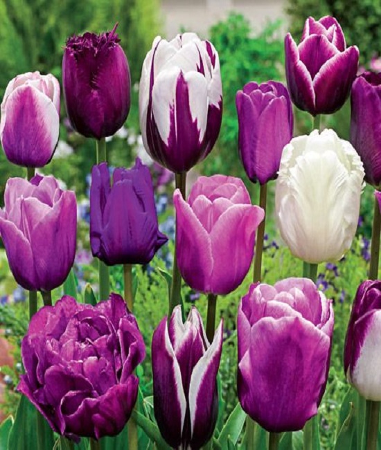 Enchanted-Evening-Tulips