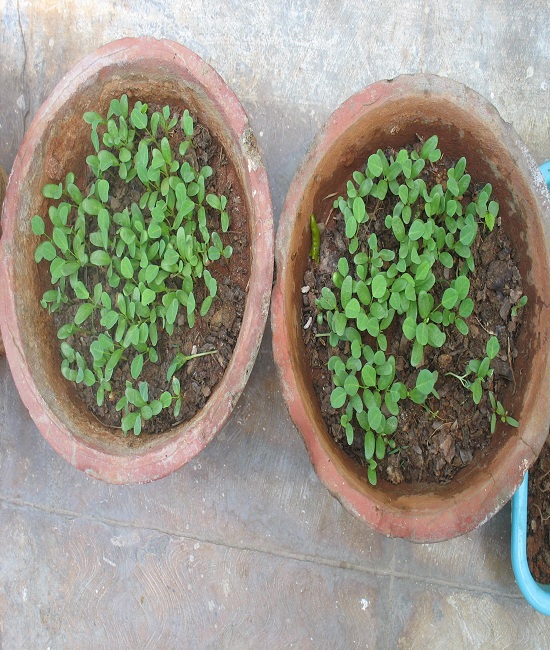 Fenugreek