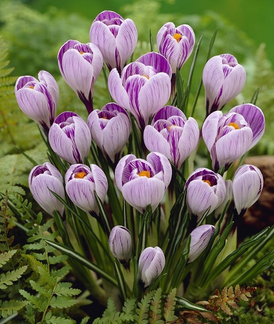 Giant-Dutch-Picwic-Crocus