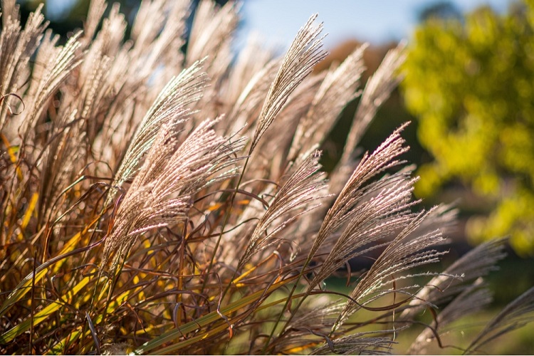 How-to-Care-for-Your-Ornamental-Grass-This-Fall-To-Cut-or-Not-to-Cut
