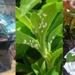 How-to-Eliminate-Whiteflies-from-Your-Garden-Naturally