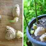 How-to-Grow-Ginger-in-a-Container-Youll-Never-Be-Out-Flavorful-Ginger-Leaves-Again