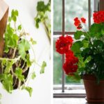 How-to-Overwinter-Your-Geraniums-Successfully