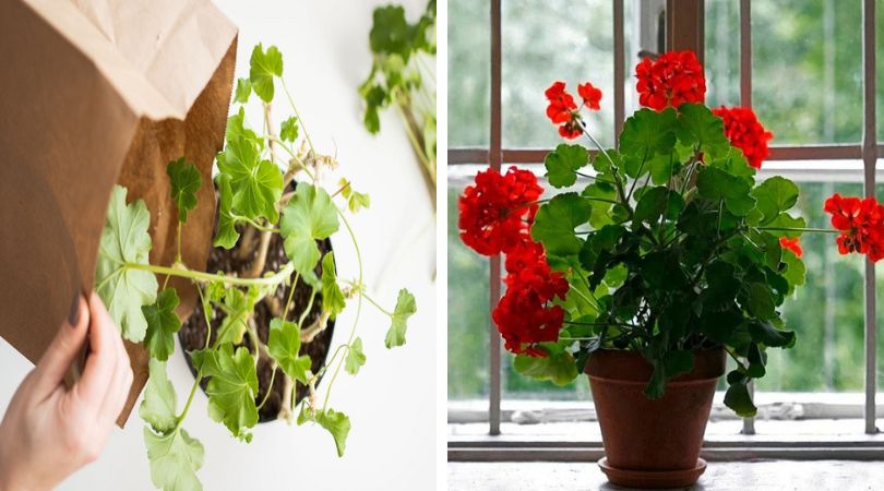How-to-Overwinter-Your-Geraniums-Successfully