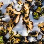 How-to-Prepare-Your-Hostas-for-the-Cold-Season