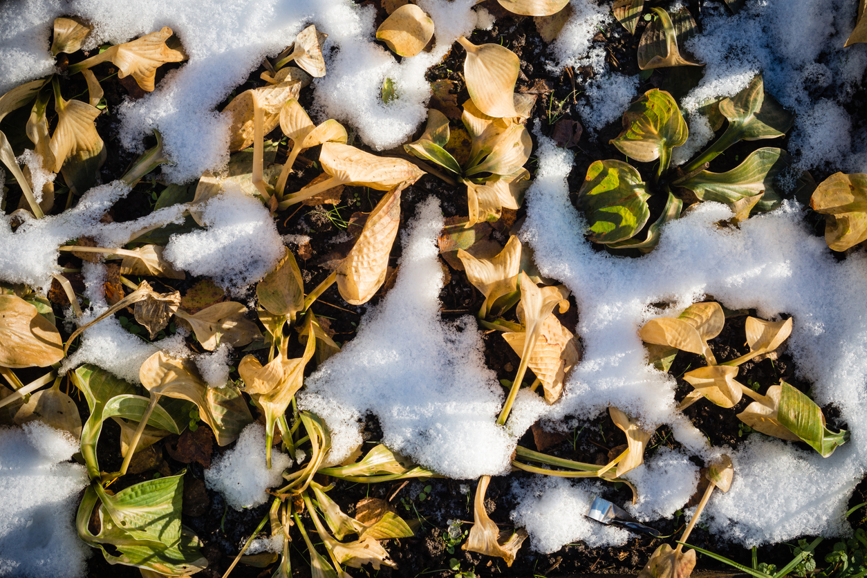 How-to-Prepare-Your-Hostas-for-the-Cold-Season