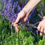 How-to-Prune-Lavender