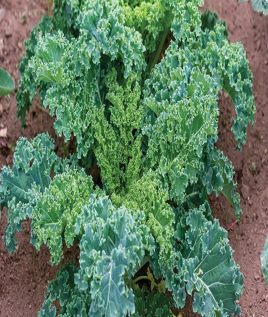 Kale