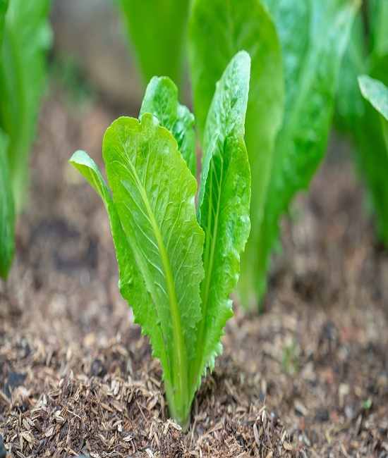 Leaf-lettuce