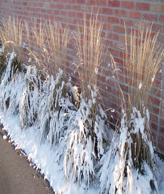 Maintaining-Grasses-Up-Through-Winter