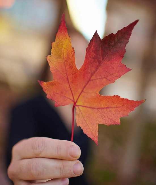 Maple-Leaves